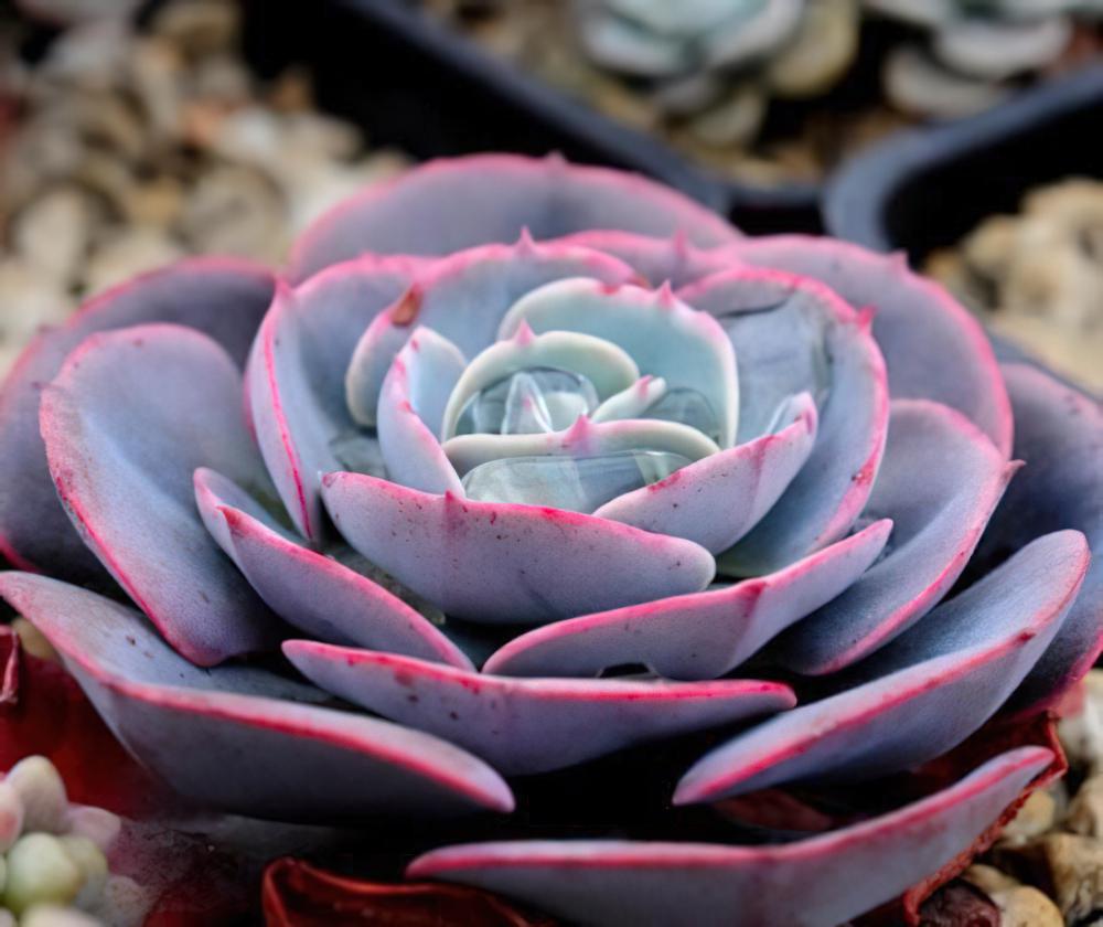 红粉台阁 Echeveria runyonii cv