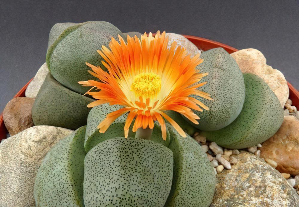 帝玉Pleiospilos nelii