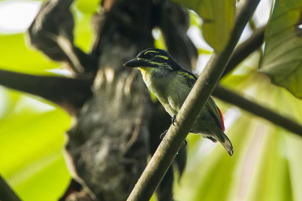 红腰钟声拟䴕 / Red-rumped Tinkerbird / Pogoniulus atroflavus