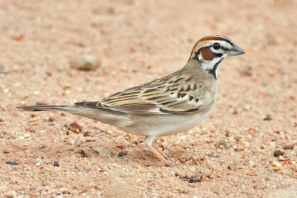 鹨雀鹀 / Lark Sparrow / Chondestes grammacus