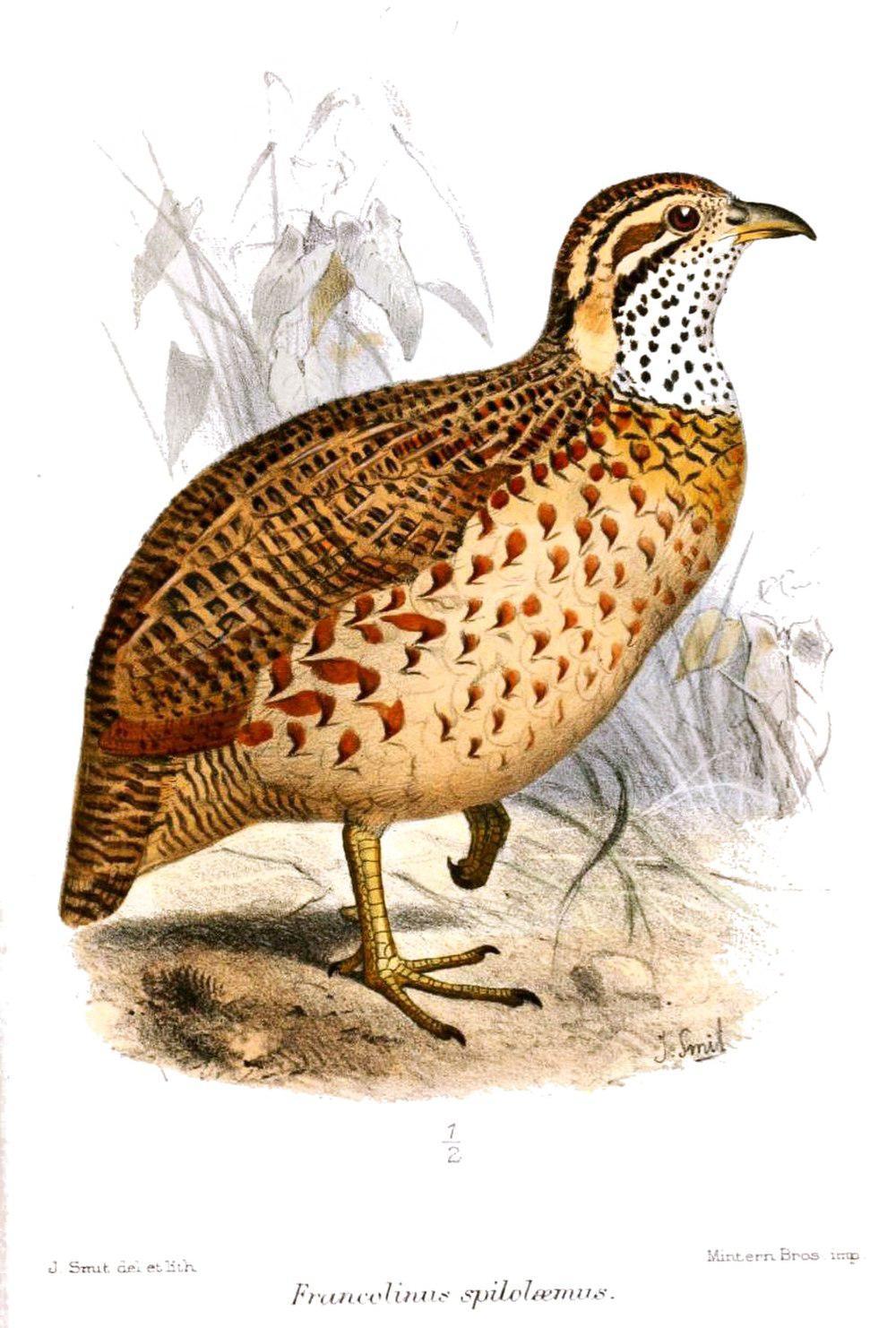 高地鹧鸪 / Moorland Francolin / Scleroptila psilolaema