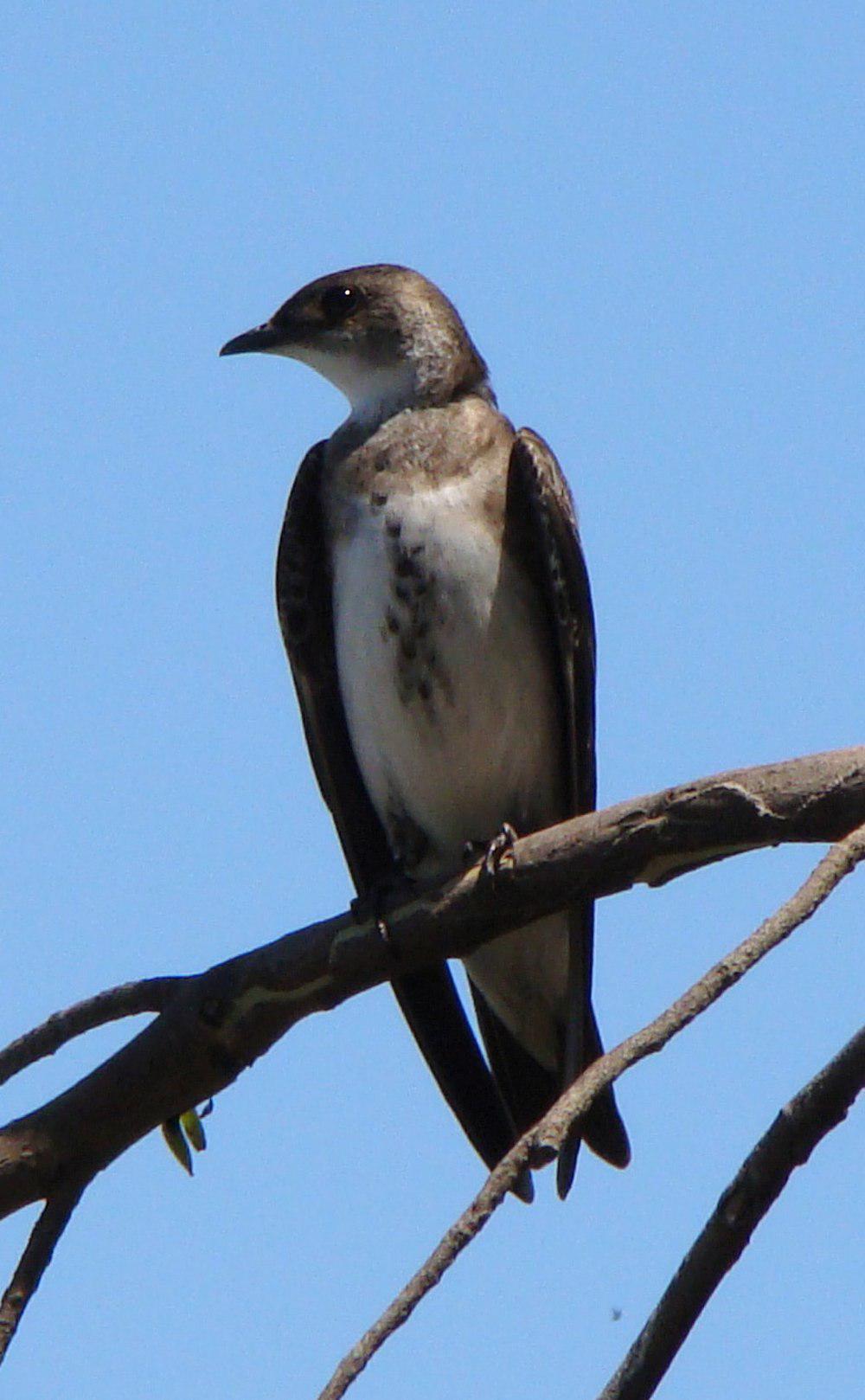 棕胸崖燕 / Brown-chested Martin / Progne tapera