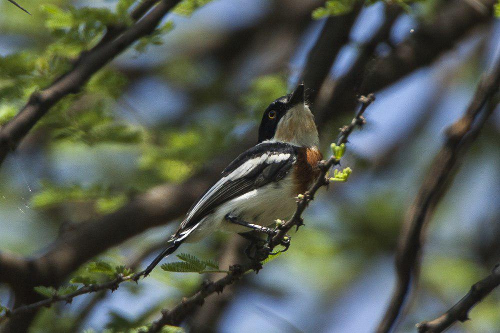 侏蓬背鹟 / Pygmy Batis / Batis perkeo