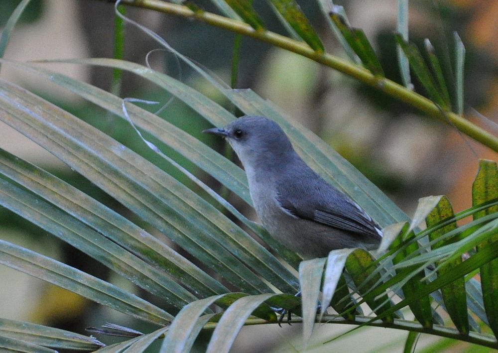 毛里求斯灰绣眼鸟 / Mauritius Grey White-eye / Zosterops mauritianus