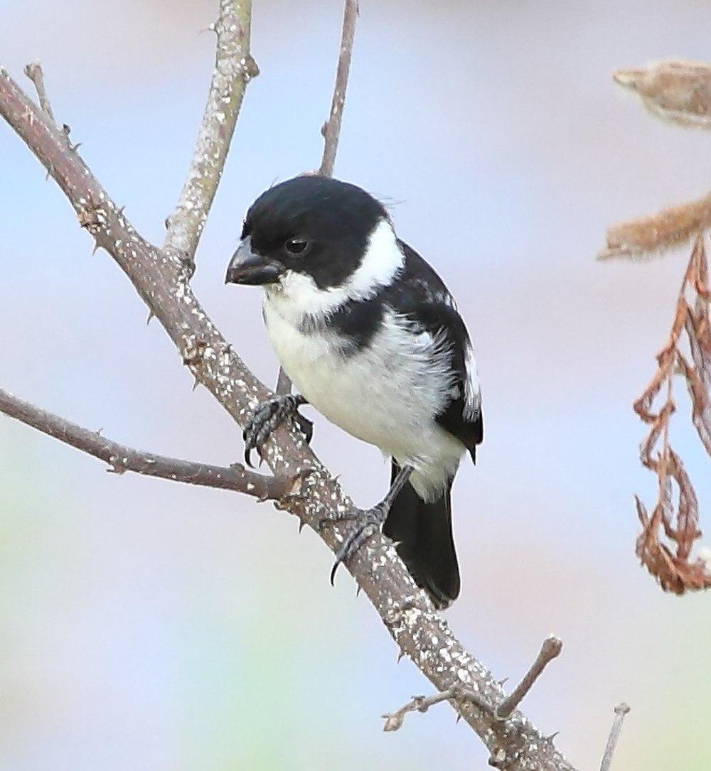 斑翅食籽雀 / Wing-barred Seedeater / Sporophila americana