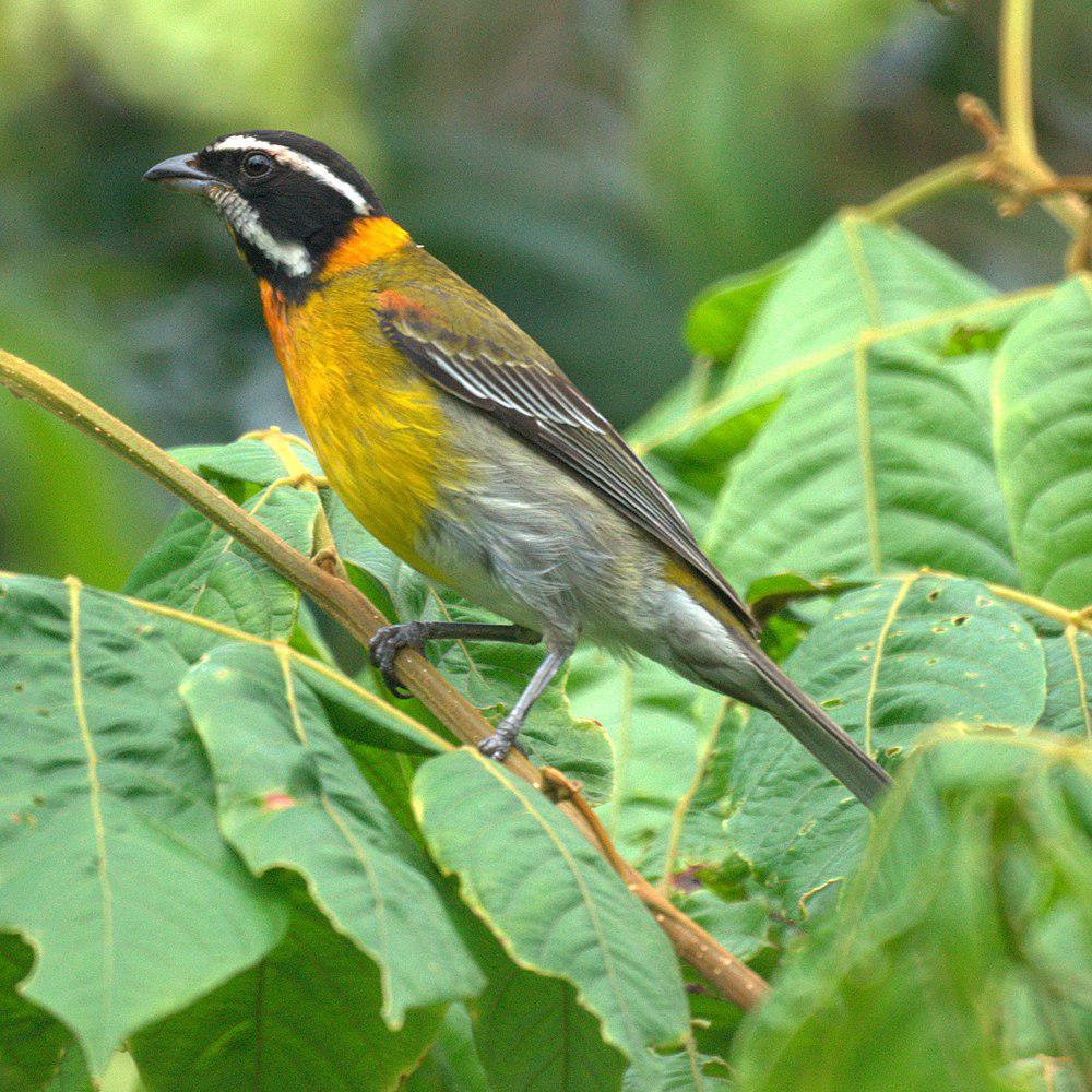 波多纹头唐纳雀 / Puerto Rican Spindalis / Spindalis portoricensis