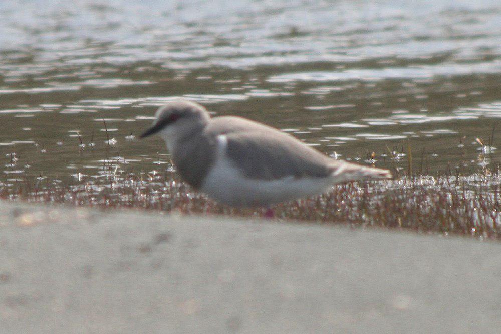 麦哲伦鸻 / Magellanic Plover / Pluvianellus socialis