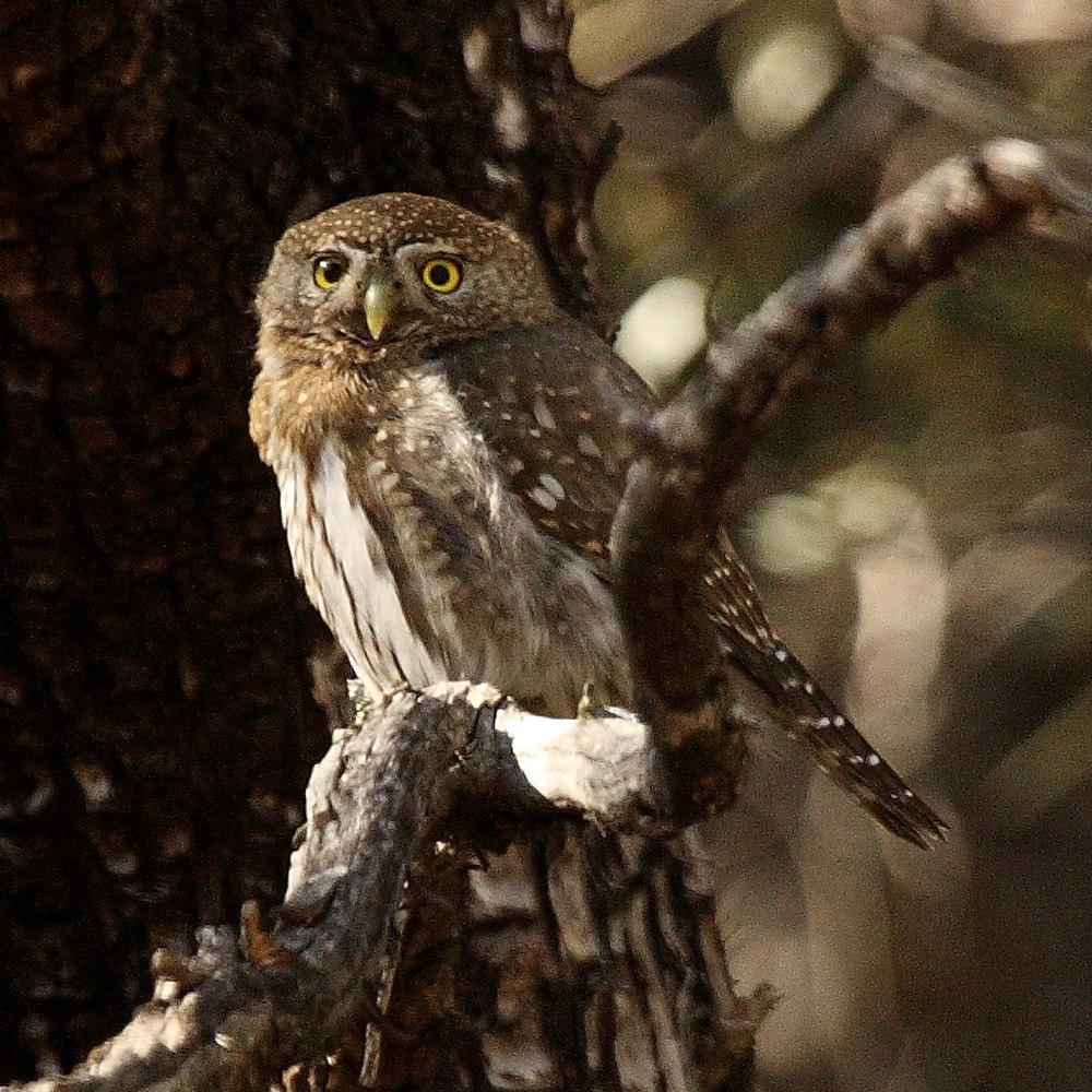 山鸺鹠 / Mountain Pygmy Owl / Glaucidium gnoma