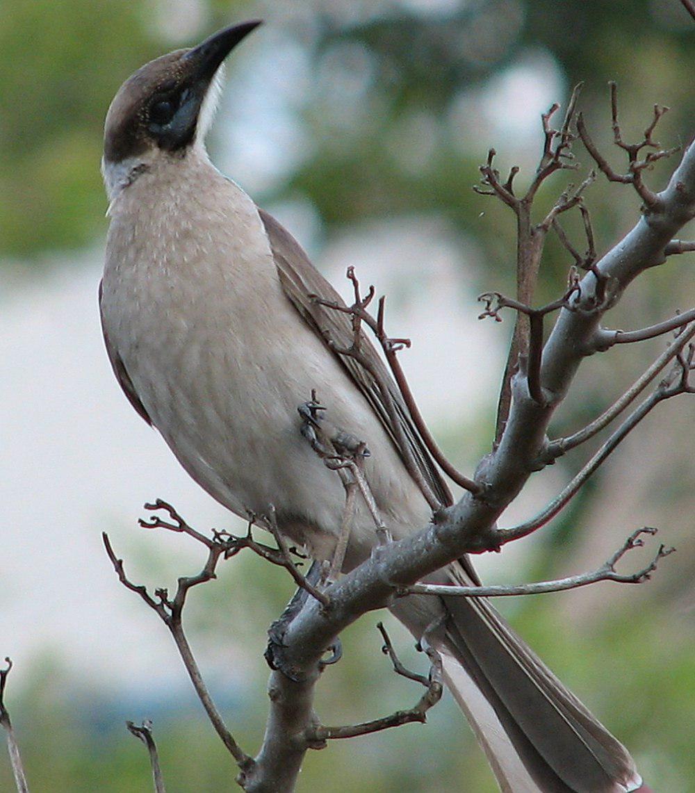 小吮蜜鸟 / Little Friarbird / Philemon citreogularis