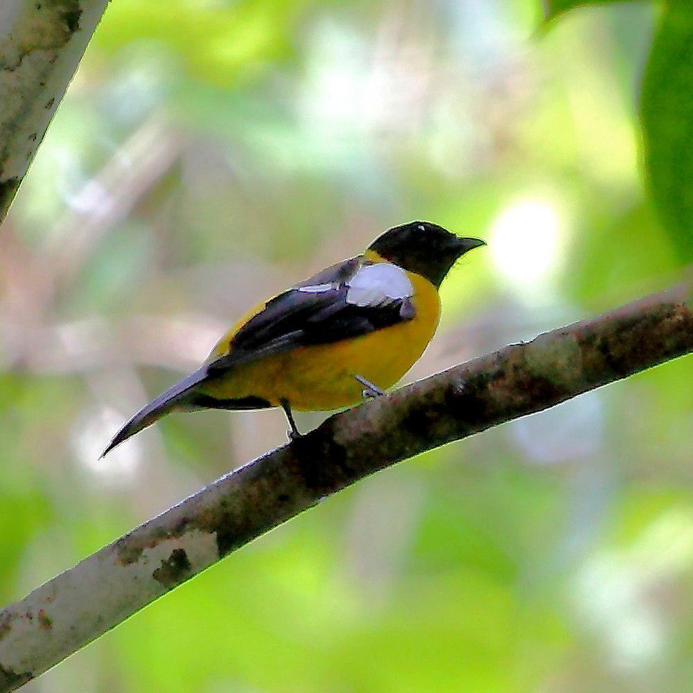 白翅唐纳鵙 / White-winged Shrike-Tanager / Lanio versicolor