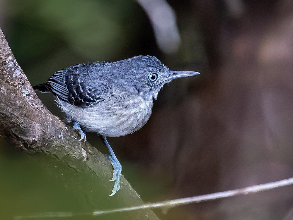 黑颏蚁鸟 / Black-chinned Antbird / Hypocnemoides melanopogon