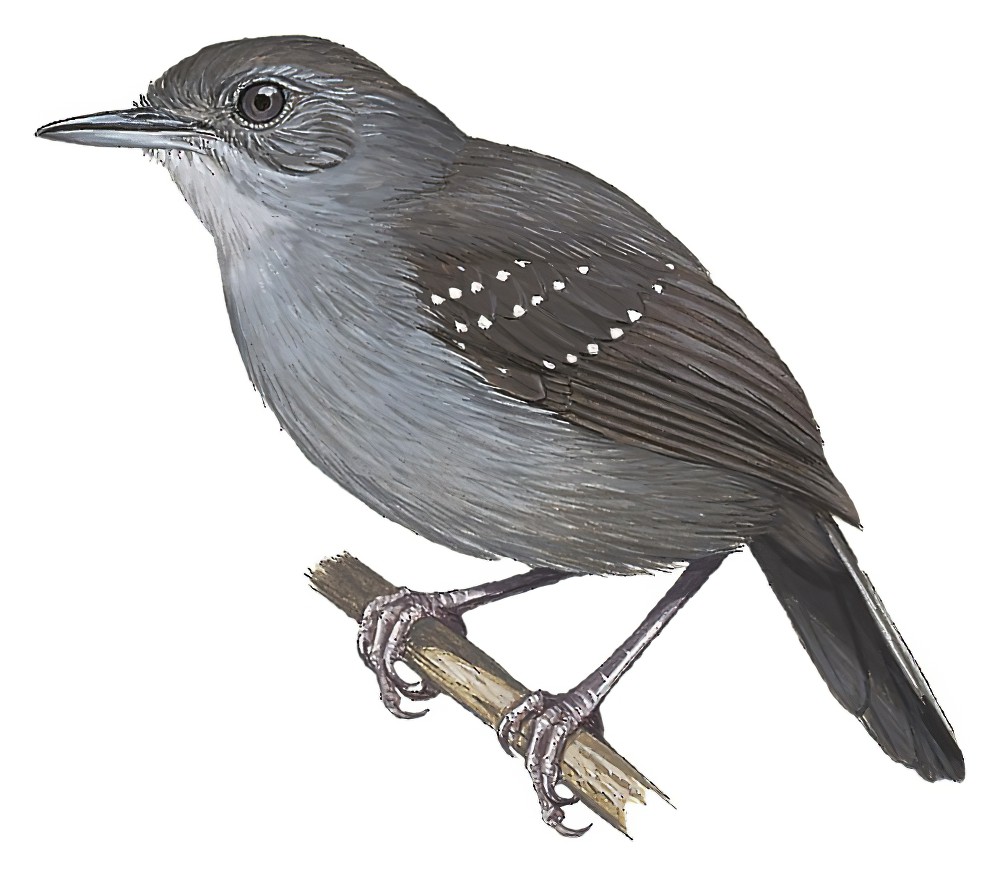 褐头蚁鸟 / Brownish-headed Antbird / Myrmelastes brunneiceps