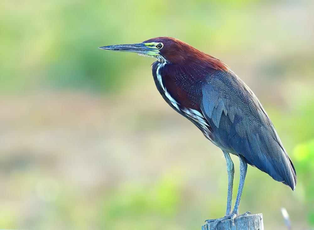 栗虎鹭 / Rufescent Tiger Heron / Tigrisoma lineatum