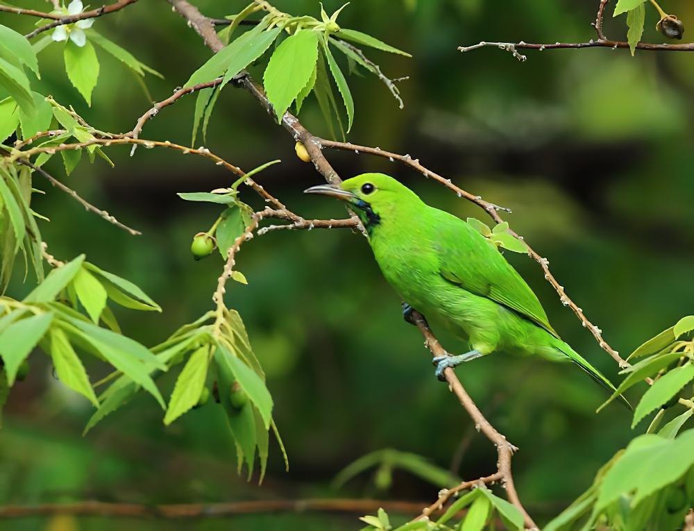 杰尔登叶鹎 / Jerdon\'s Leafbird / Chloropsis jerdoni