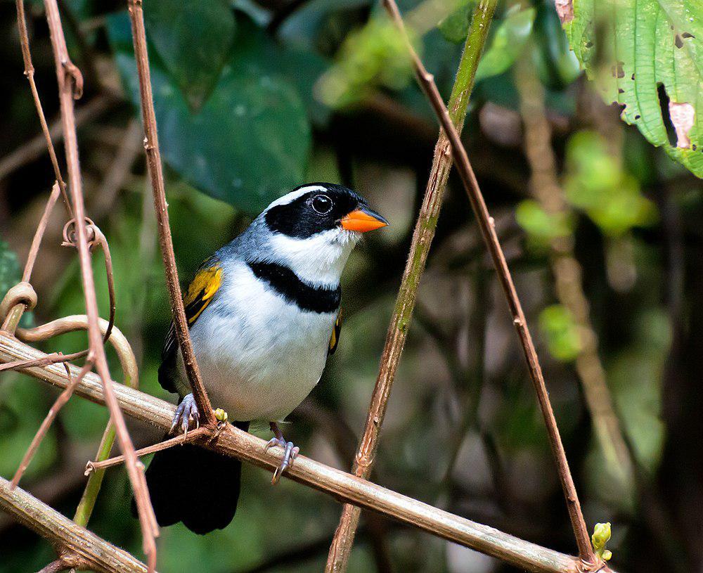 黄嘴金肩雀 / Saffron-billed Sparrow / Arremon flavirostris