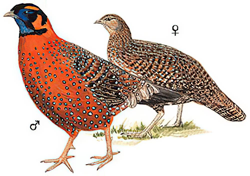 红胸角雉 / Satyr Tragopan / Tragopan satyra