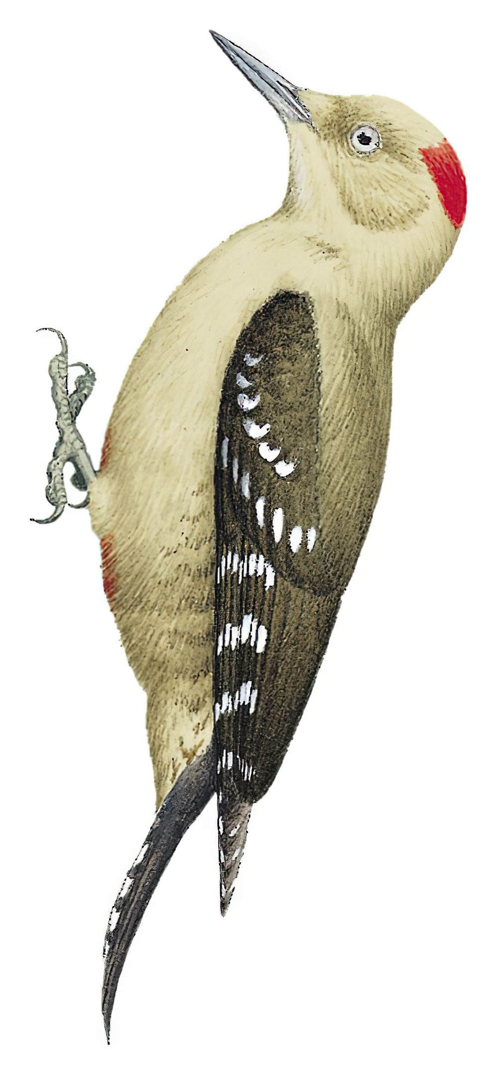 阿拉伯啄木鸟 / Arabian Woodpecker / Dendrocoptes dorae