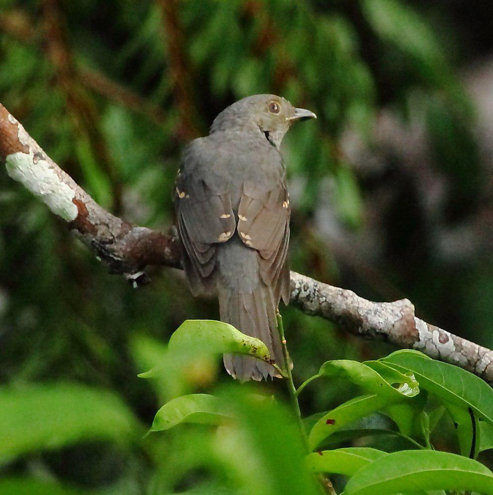 栗翅斑伞鸟 / Cinereous Mourner / Laniocera hypopyrra