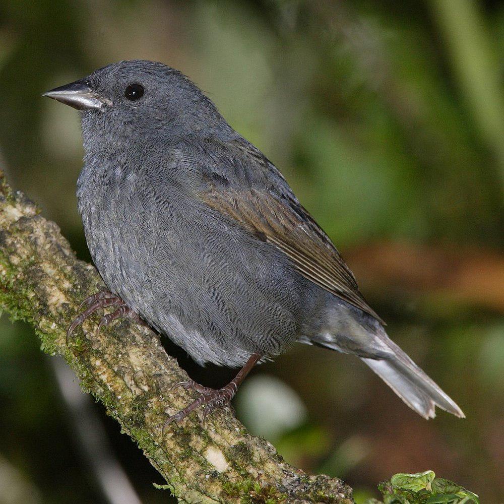 蓝灰雀鹀 / Slaty Finch / Haplospiza rustica