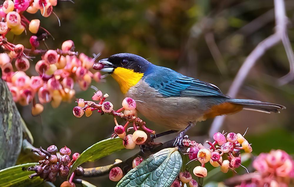 黄喉彩裸鼻雀 / Yellow-throated Tanager / Iridosornis analis