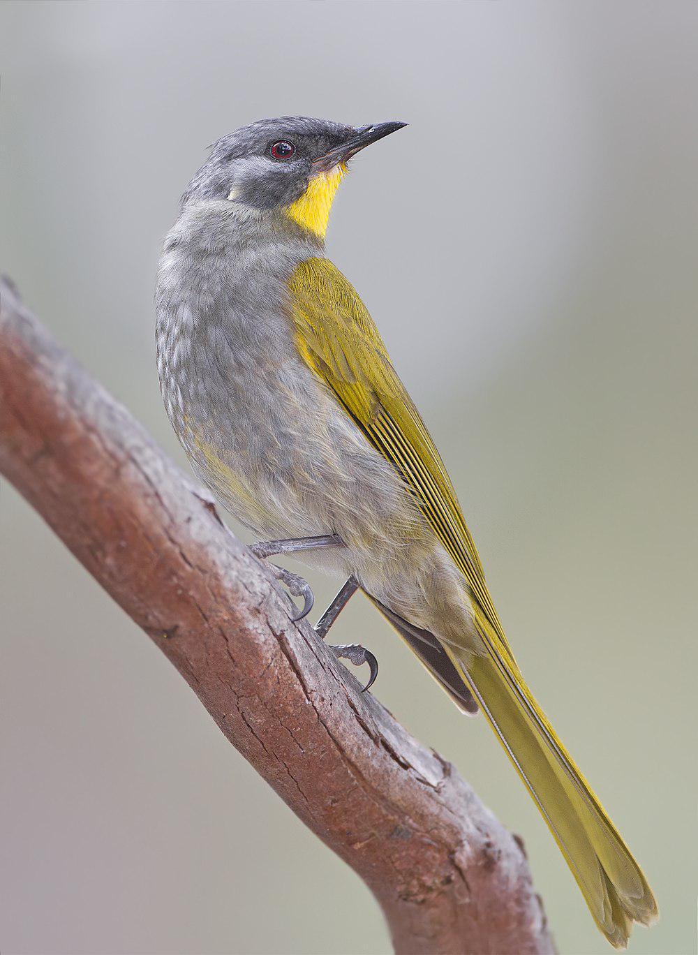 黄喉吸蜜鸟 / Yellow-throated Honeyeater / Nesoptilotis flavicollis