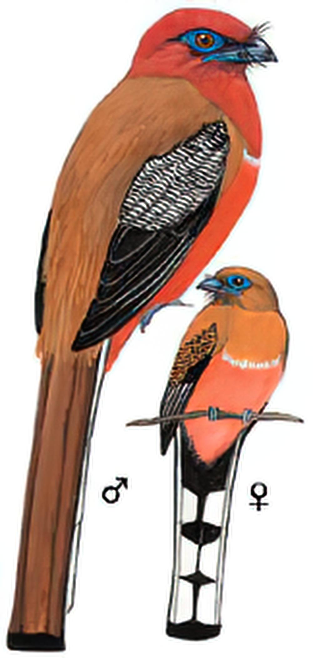 红头咬鹃 / Red-headed Trogon / Harpactes erythrocephalus