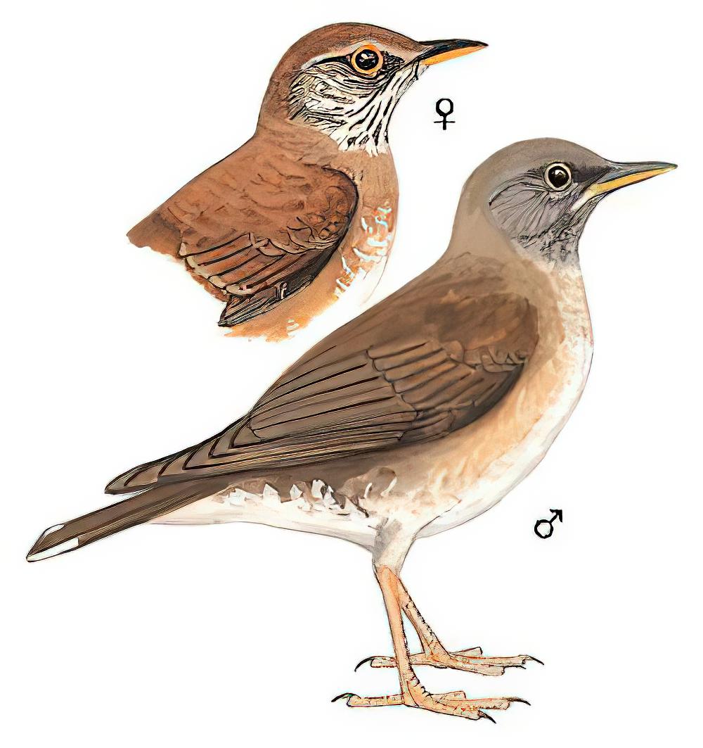 白腹鸫 / Pale Thrush / Turdus pallidus