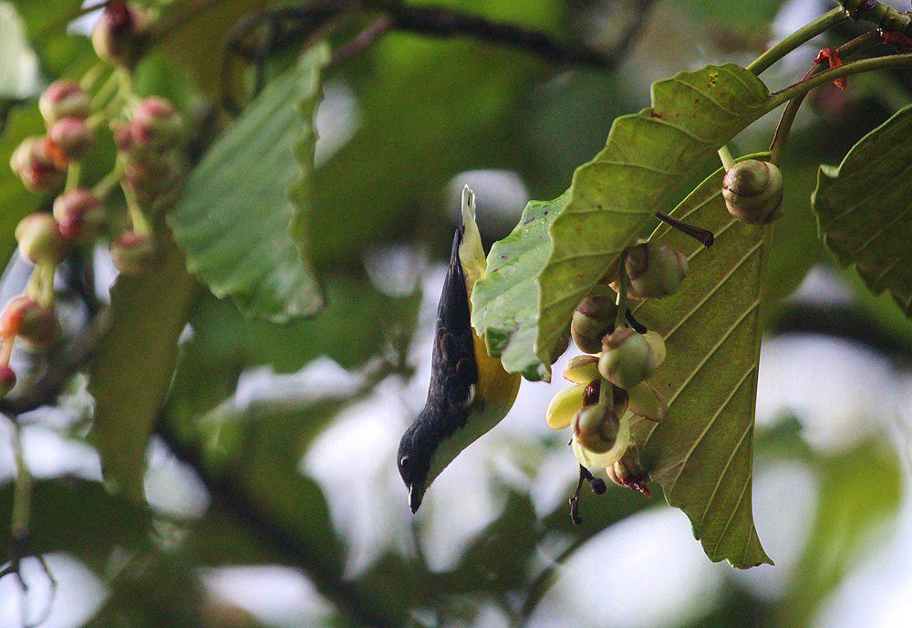 白喉啄花鸟 / Legge\'s Flowerpecker / Dicaeum vincens