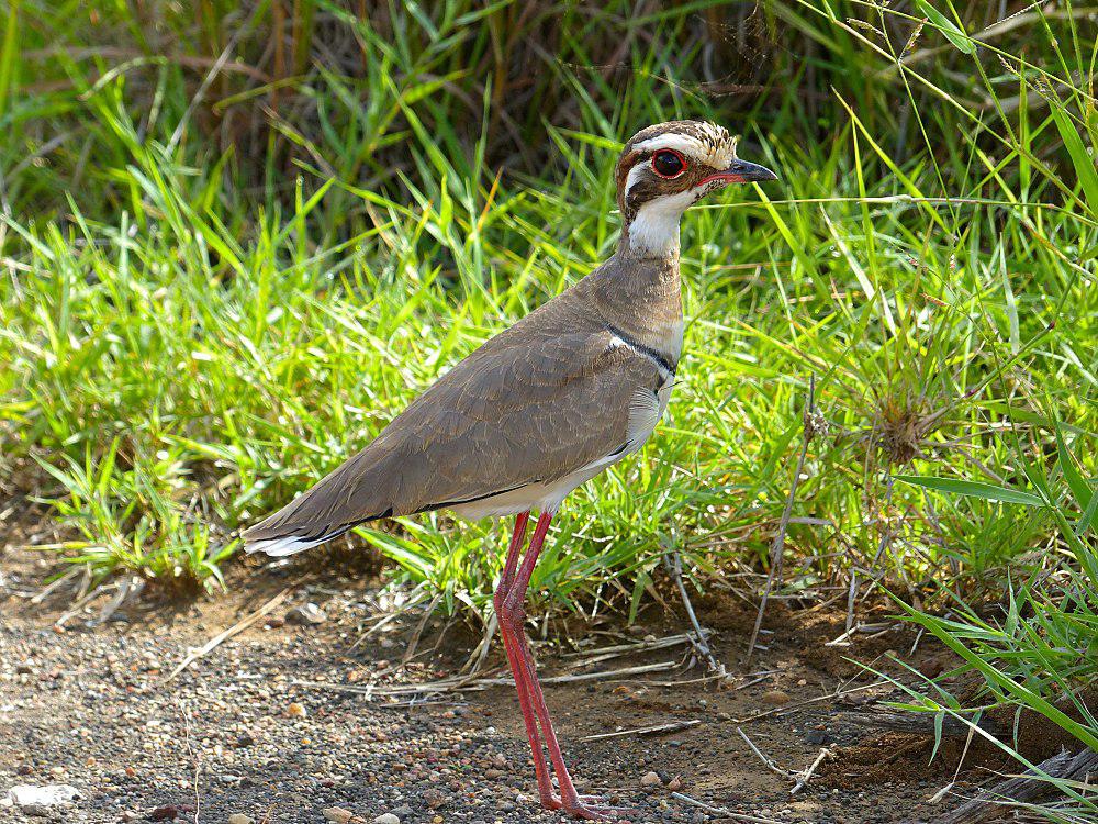 铜翅走鸻 / Bronze-winged Courser / Rhinoptilus chalcopterus