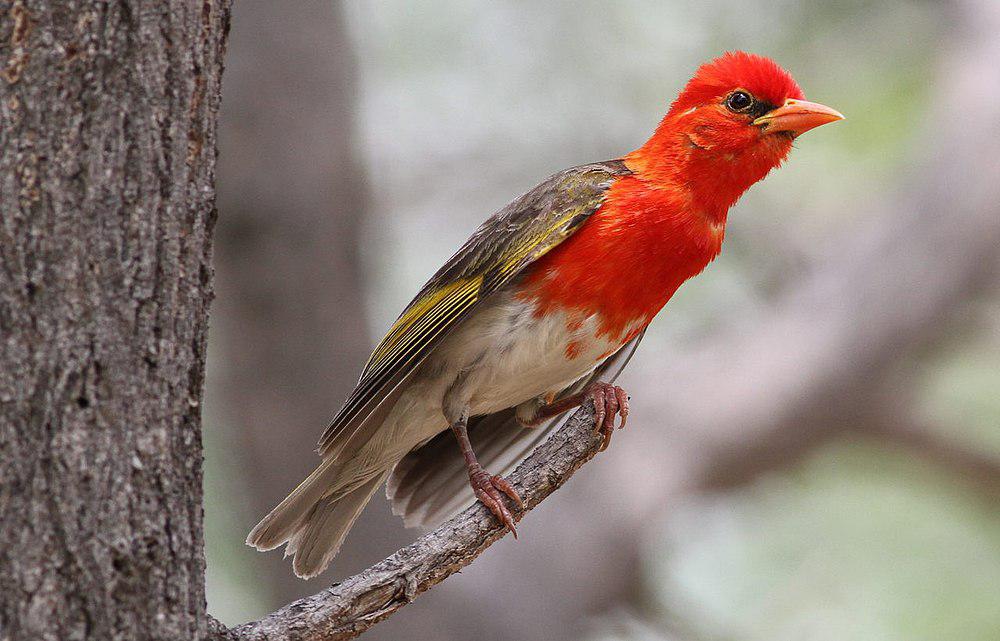 红头编织雀 / Red-headed Weaver / Anaplectes rubriceps