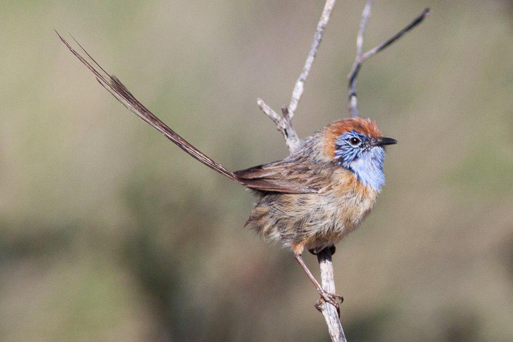 马里帚尾鹩莺 / Mallee Emu-wren / Stipiturus mallee