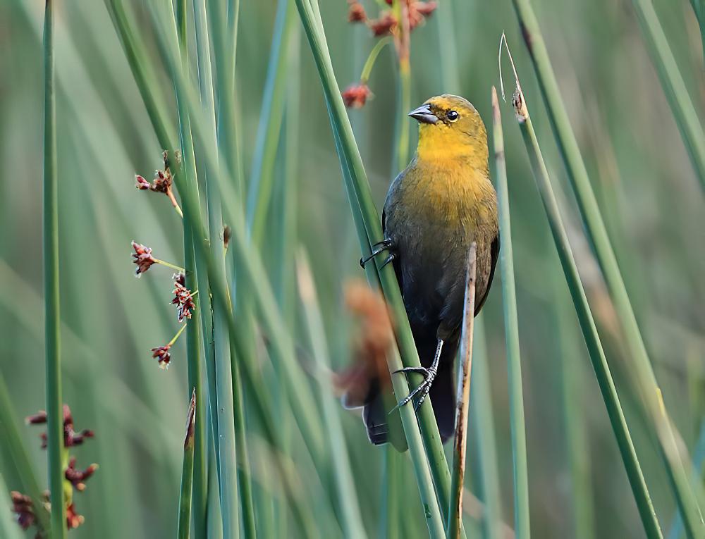 黄巾黑鹂 / Yellow-hooded Blackbird / Chrysomus icterocephalus