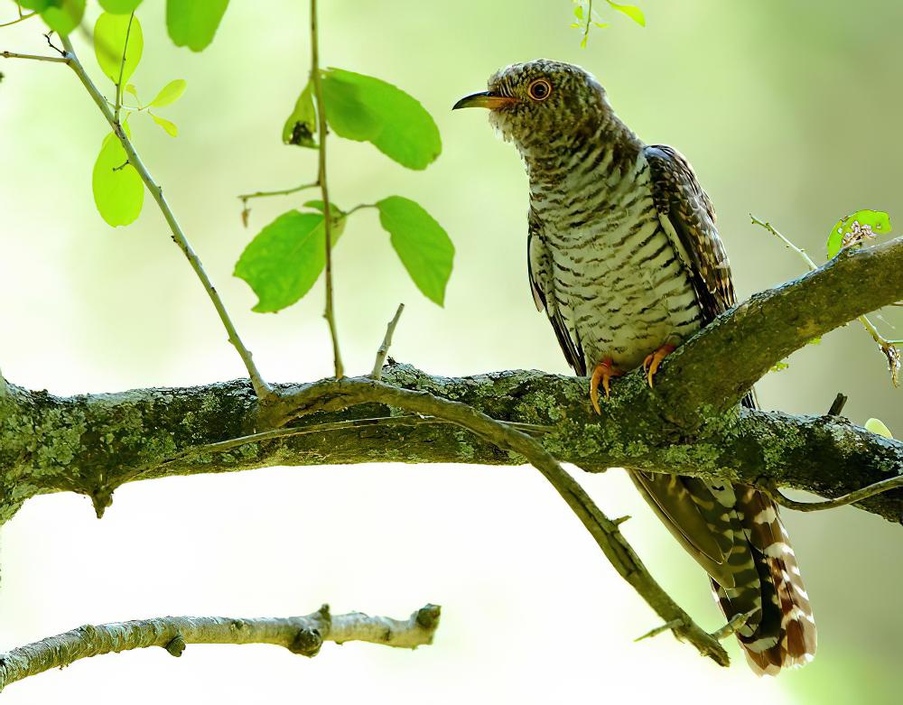 非洲杜鹃 / African Cuckoo / Cuculus gularis