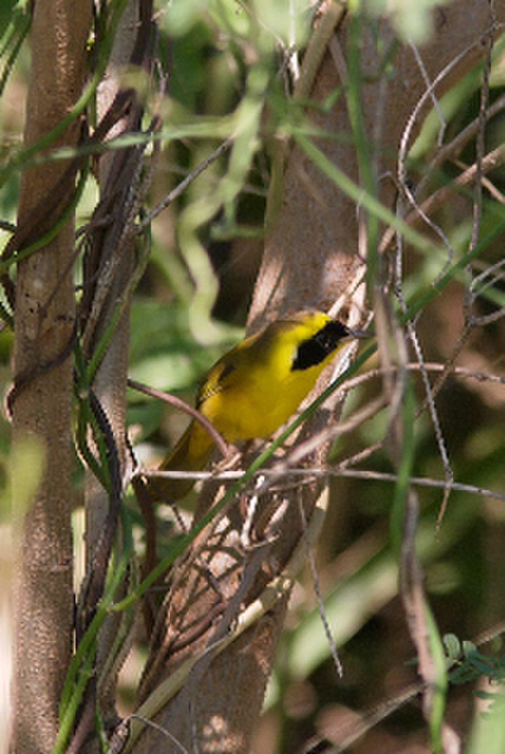 墨西哥黄喉地莺 / Altamira Yellowthroat / Geothlypis flavovelata