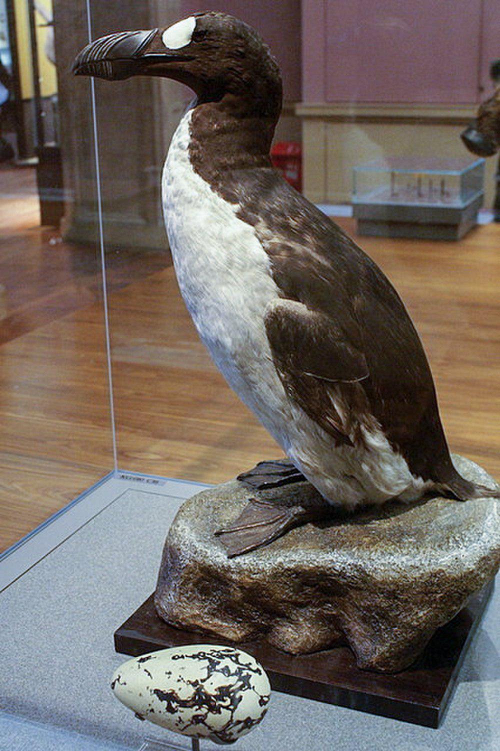 大海雀 / Great Auk / Pinguinus impennis