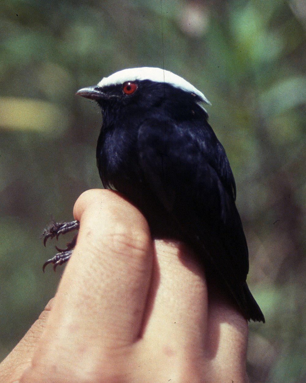 白冠娇鹟 / White-crowned Manakin / Pseudopipra pipra