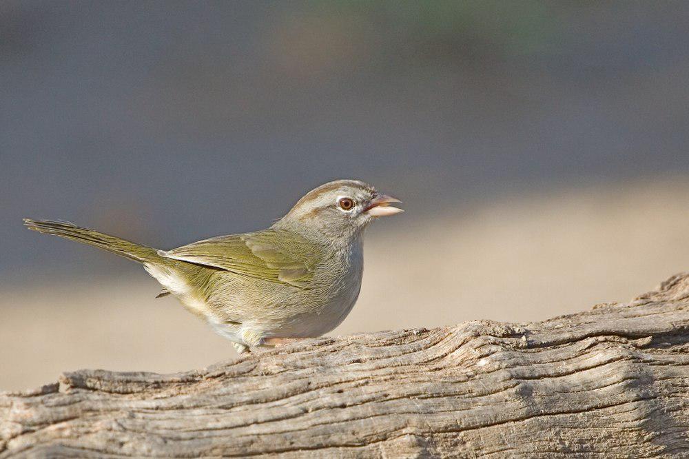 褐纹头雀 / Olive Sparrow / Arremonops rufivirgatus