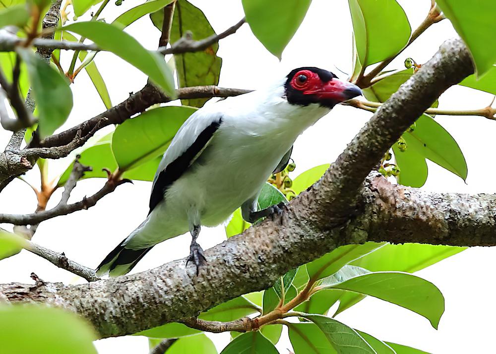 花脸蒂泰霸鹟 / Masked Tityra / Tityra semifasciata