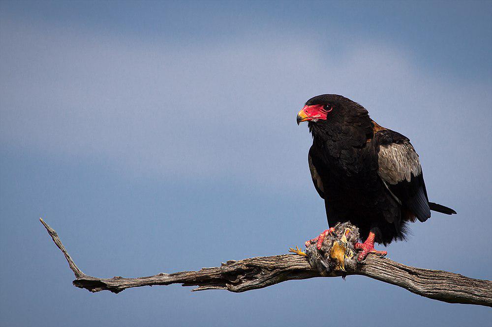 短尾雕 / Bateleur / Terathopius ecaudatus