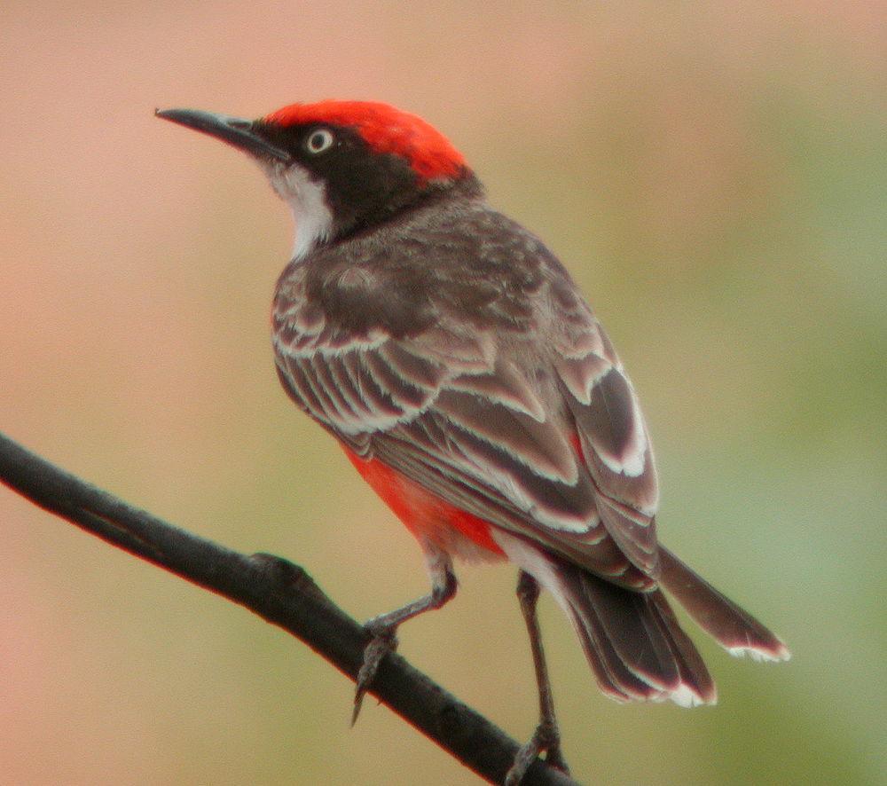 绯红澳䳭 / Crimson Chat / Epthianura tricolor