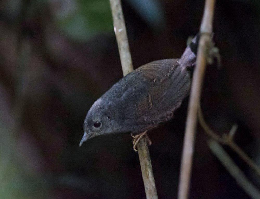 迪亚曼蒂纳窜鸟 / Diamantina Tapaculo / Scytalopus diamantinensis