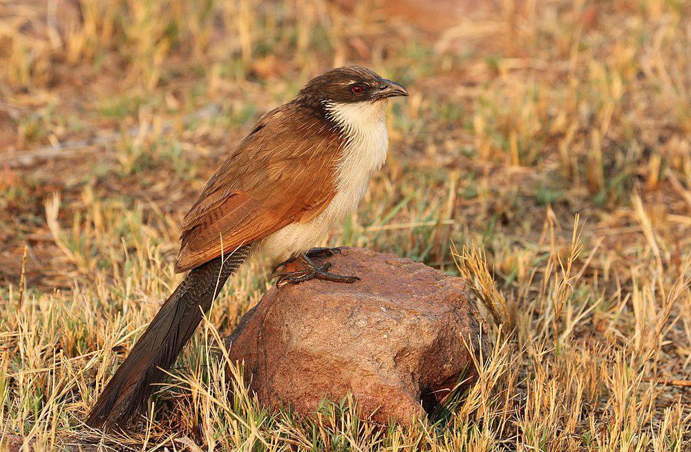 布氏鸦鹃 / Burchell\'s Coucal / Centropus burchellii