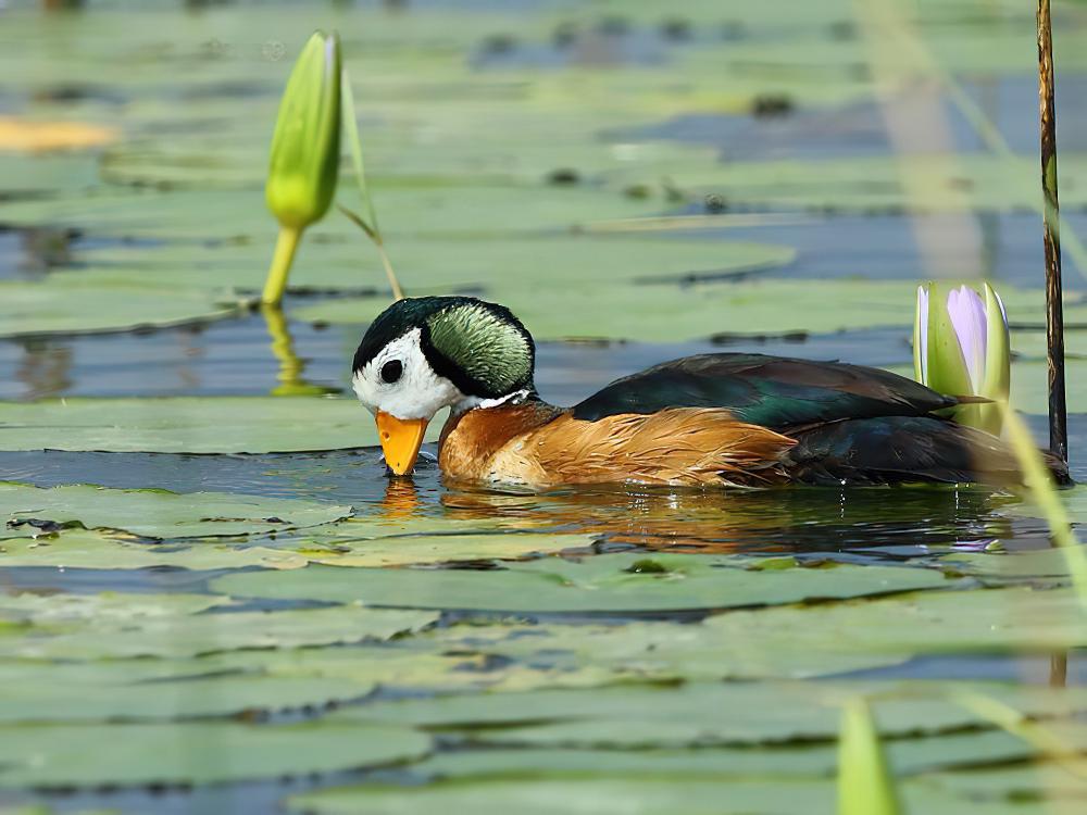 厚嘴棉凫 / African Pygmy Goose / Nettapus auritus