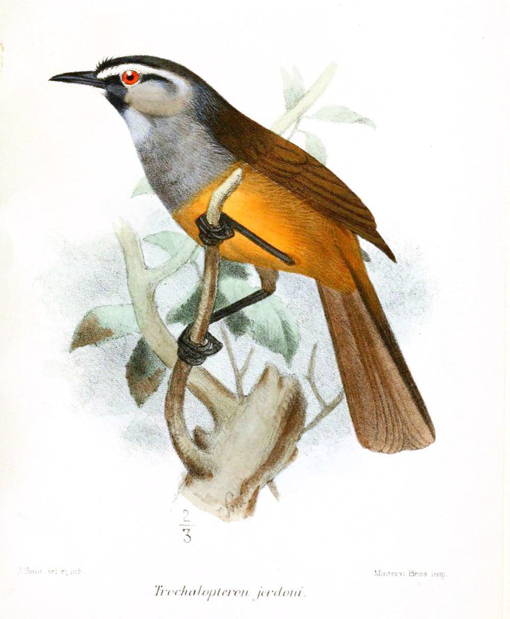 白胸噪鹛 / Banasura Laughingthrush / Montecincla jerdoni