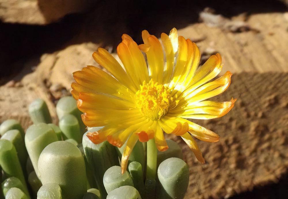 五十铃玉 Fenestraria aurantiaca