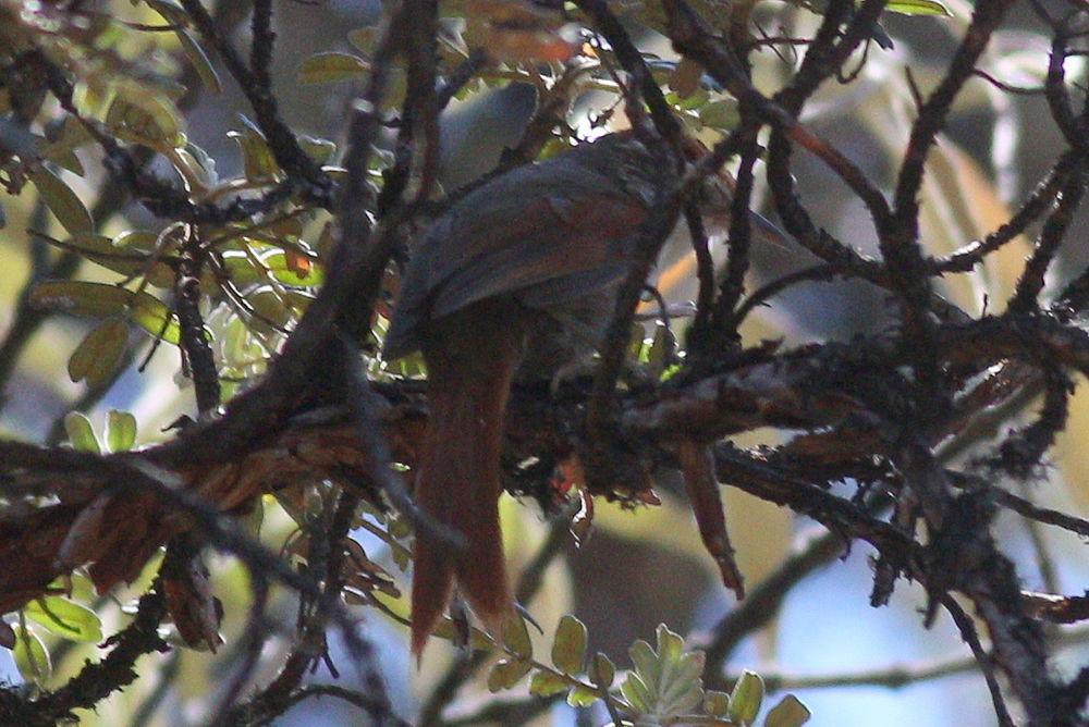 纹颊针尾雀 / Line-cheeked Spinetail / Cranioleuca antisiensis