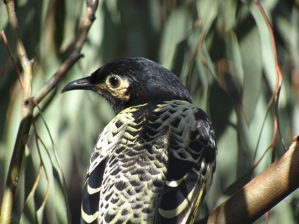 王吸蜜鸟 / Regent Honeyeater / Anthochaera phrygia