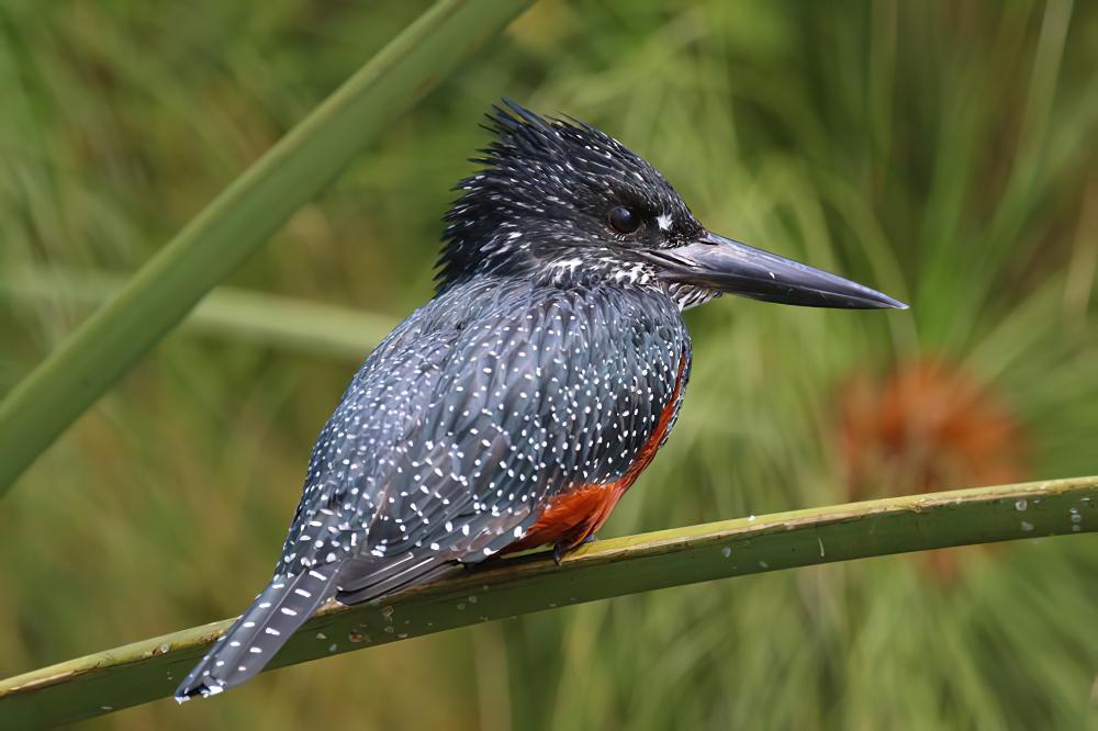 大鱼狗 / Giant Kingfisher / Megaceryle maxima