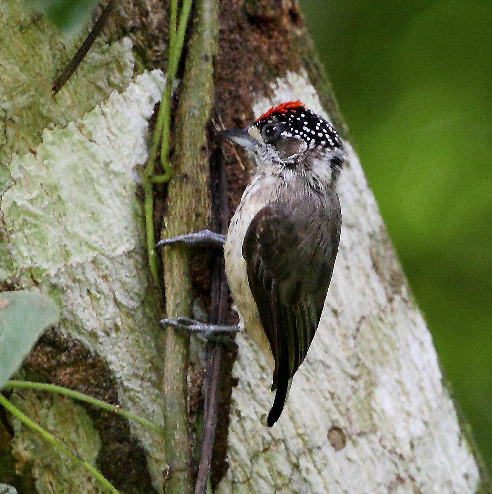 赭色姬啄木鸟 / Ochraceous Piculet / Picumnus limae