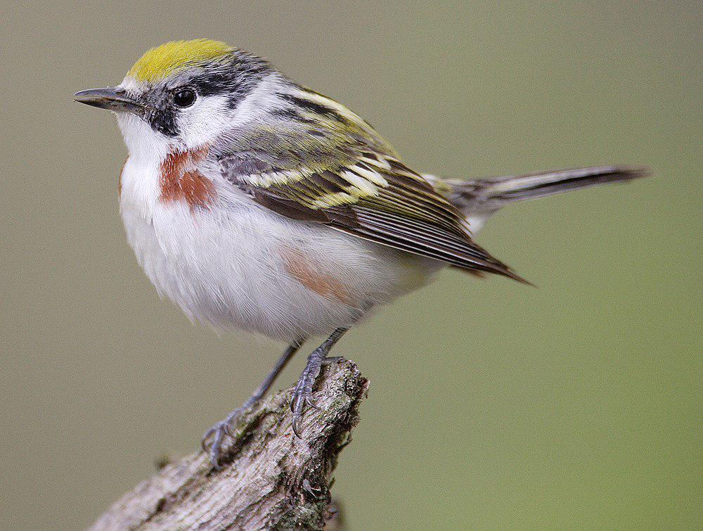 栗胁林莺 / Chestnut-sided Warbler / Setophaga pensylvanica